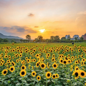 Cây Hoa Hướng Dương