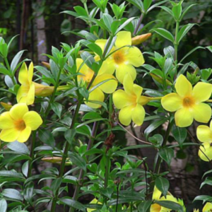 Cây Hoa Huỳnh Anh