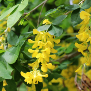 Cây Hoa Kim Tước