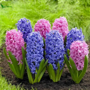 Cây Hoa Lan Dạ Hương