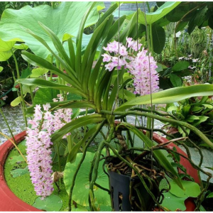 Cây Hoa Lan Đuôi Chồn