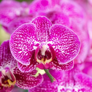 Cây Hoa Lan Hồ Điệp