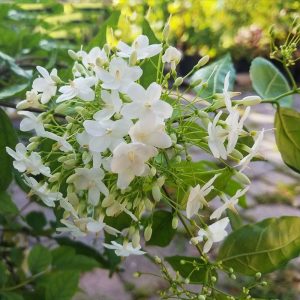 Cây hoa mai chiếu thủy