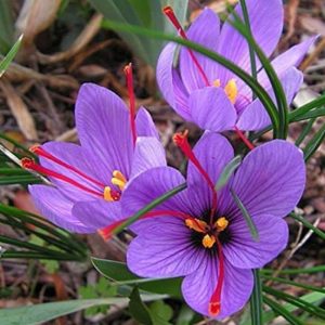 Cây hoa nghệ tây