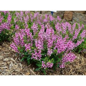 Cây hoa ngọc hân