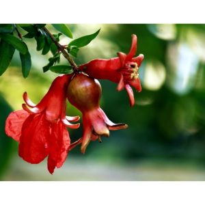 Cây hoa thạch lựu