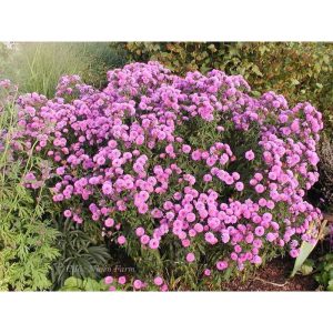 Cây hoa thạch thảo