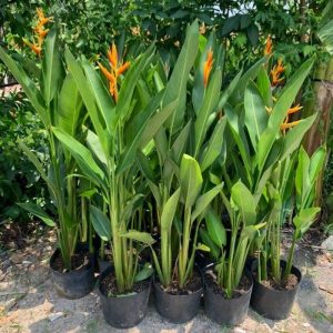 Cây hoa thiên điểu