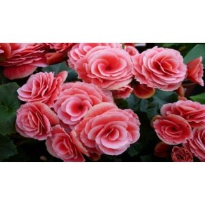 Cây hoa thu hải đường