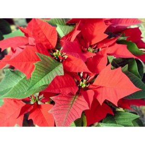 Cây hoa trạng nguyên