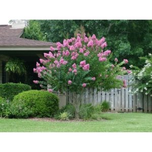 Cây hoa tường vi