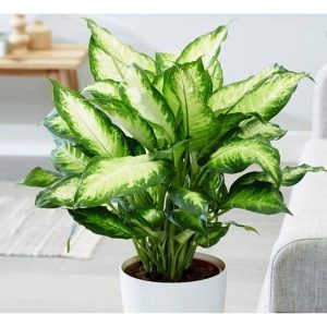 Cây hoa vạn niên thanh