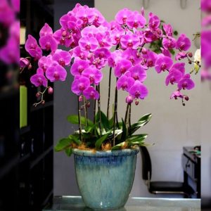 Cây Hoa Lan Hồ Điệp