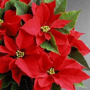 Cây Hoa Trạng Nguyên