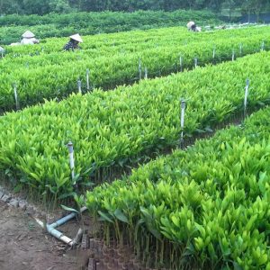 cây tràm giống