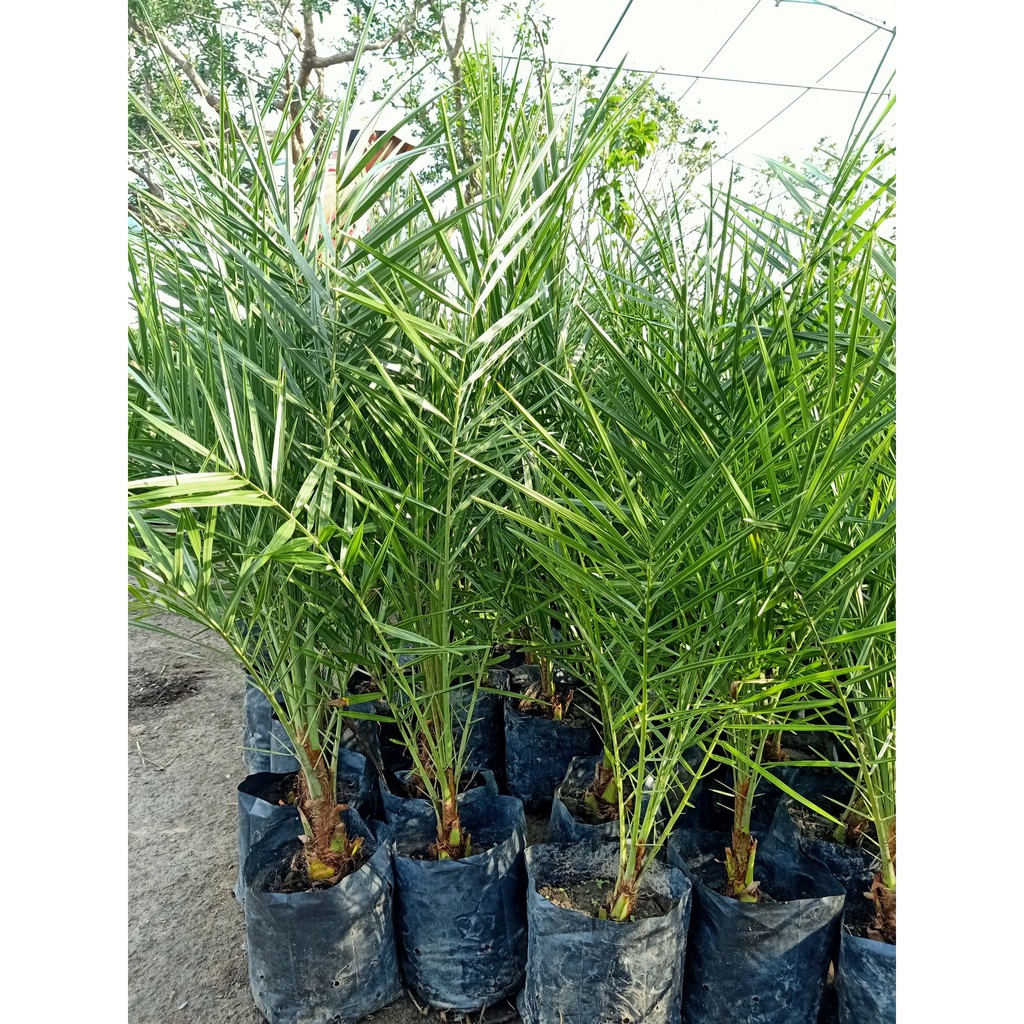 cây Chà Là Giống