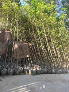 Bang dai loan 4m