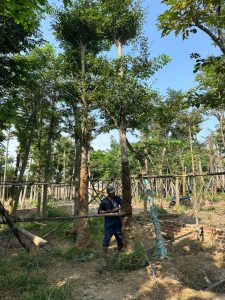 Kỹ Thuật Trồng Cây Sao Đen