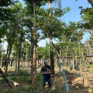 Kỹ Thuật Trồng Cây Sao Đen