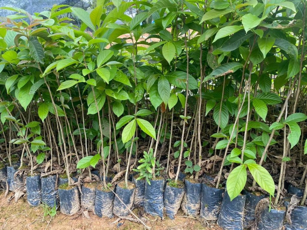 Cây Bằng Lăng Tím Giống