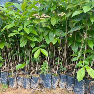 Cây Bằng Lăng Tím Giống