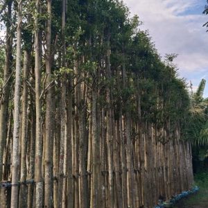 Cay bang dai loan 10cm