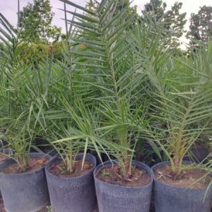 cây Chà Là Giống