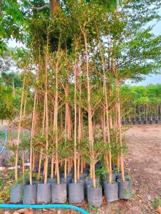 bang dai loan 2m
