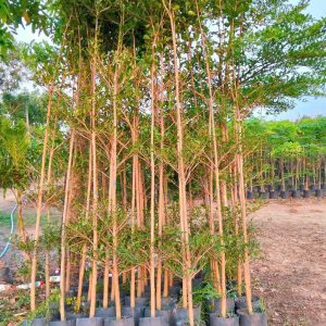 bang dai loan 2m