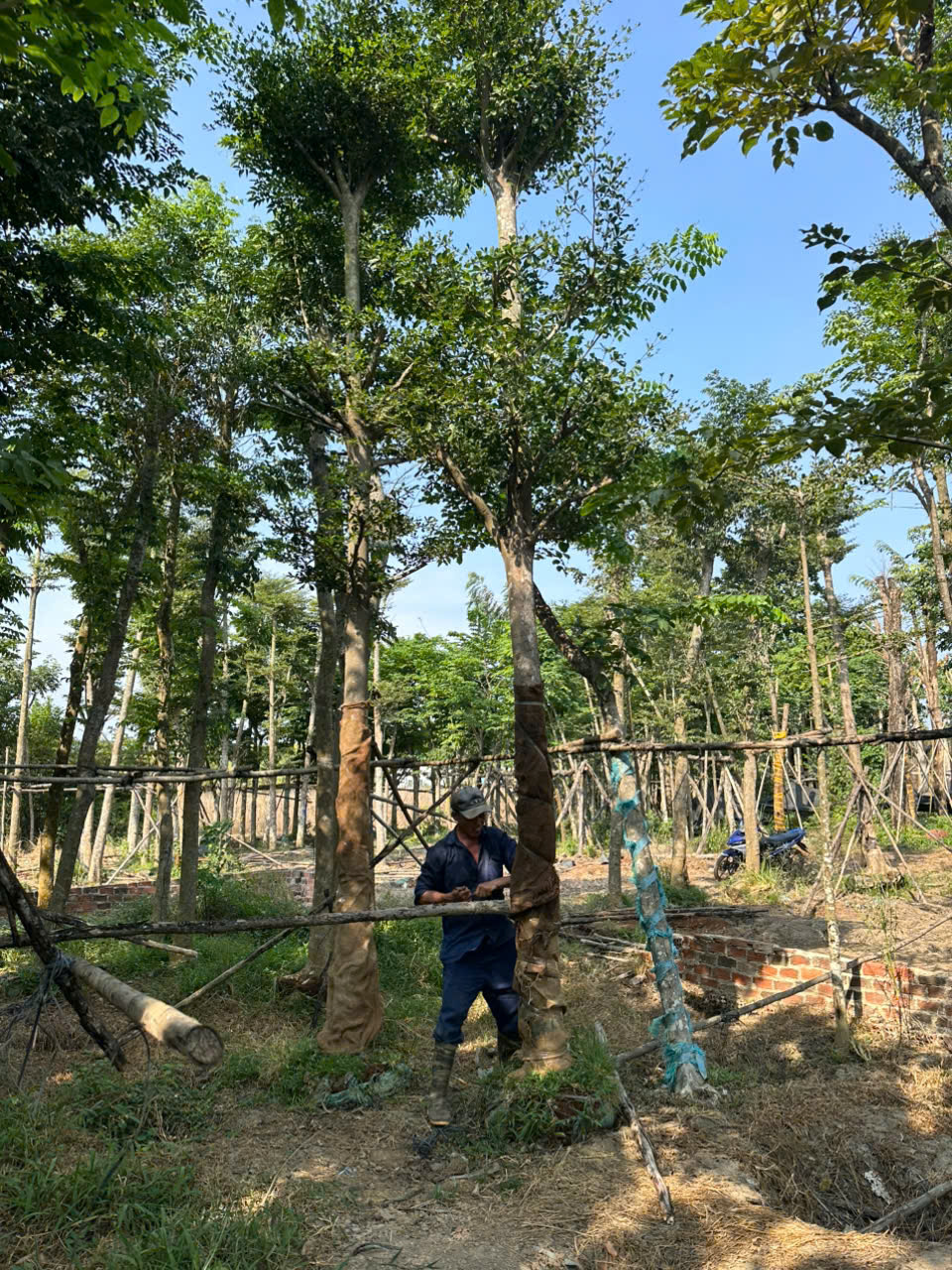 Kỹ Thuật Trồng Cây Sao Đen