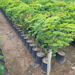 Cây cẩm lai giống