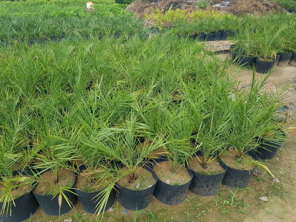 cây Chà Là Giống