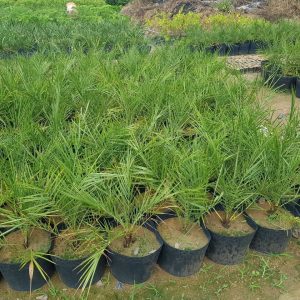 cây Chà Là Giống