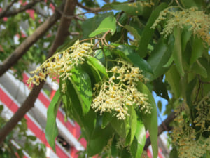 Cay sao den co hoa khong