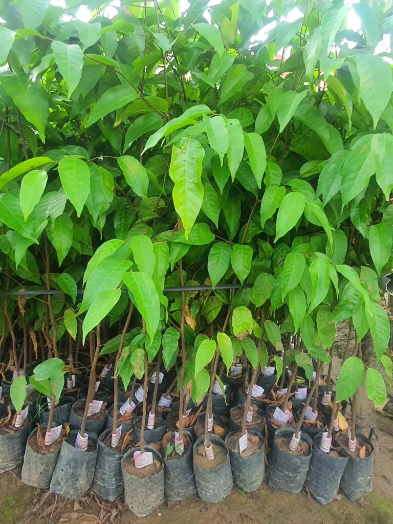 Cay sao den giong