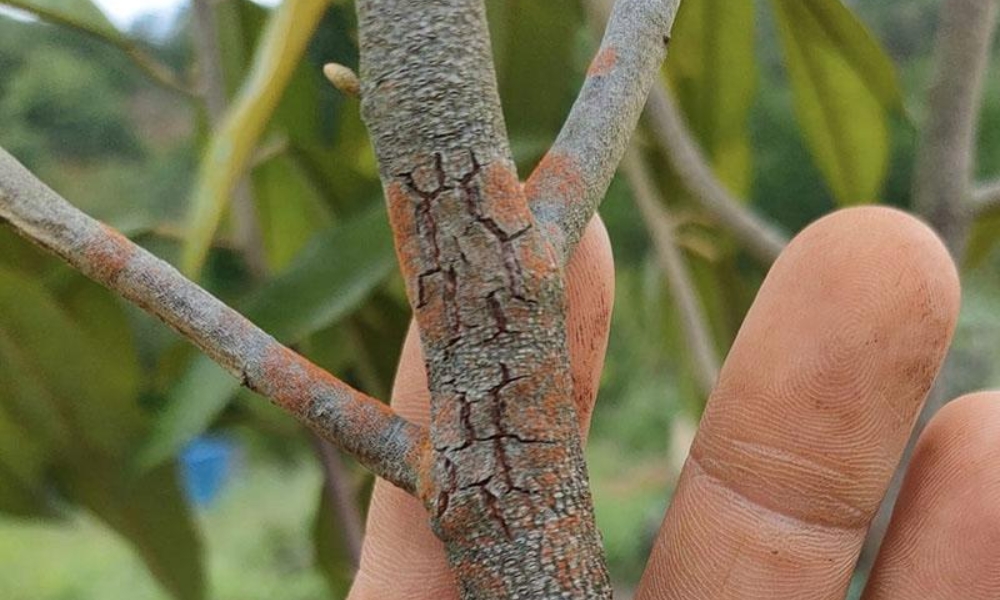 bệnh nấm hồng trên cây sao đen