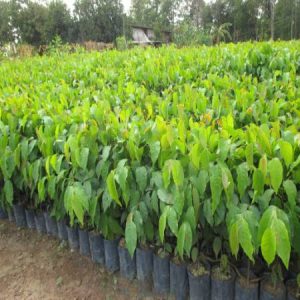 Cây sao đen Minh Hiếu