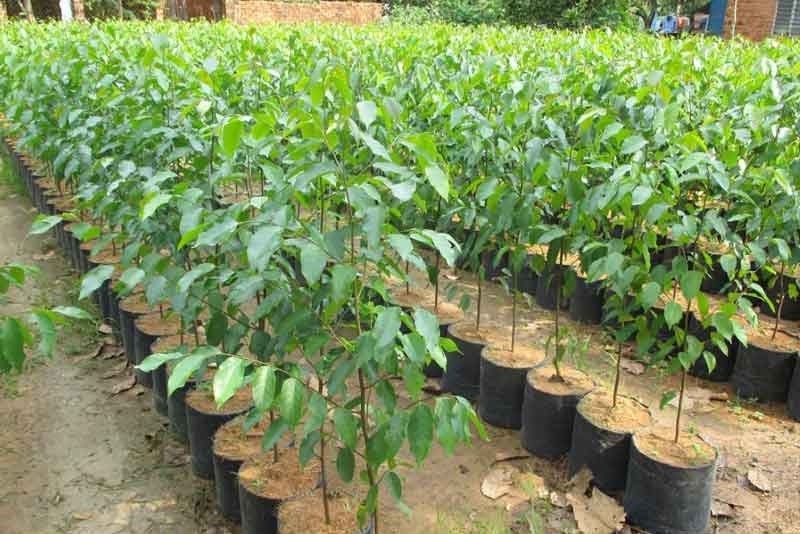 Kỹ thuật ươm cây sao đen công trình