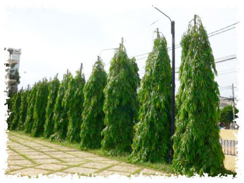 Cây hoàng nam Minh Hiếu
