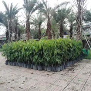 cay hoang nam y nghia