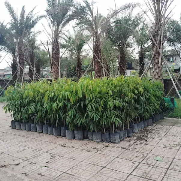 Ý Nghĩa Cây Hoàng Nam Trong Phong Thủy: Trấn Trạch Và Hút Tài Lộc 1 cay hoang nam y nghia