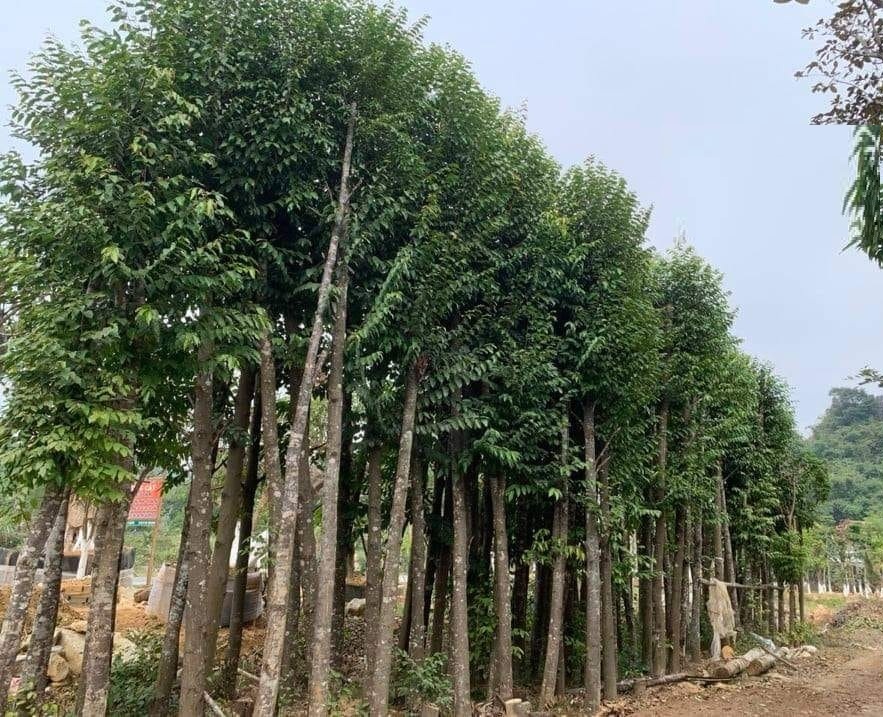 Kỹ thuật ươm cây sao đen công trình