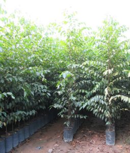 Cây sao đen giống