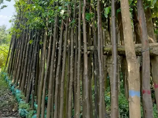 Vỏ Cây Sao Đen: Đặc Điểm Nhận Biết Và Tác Dụng Kháng Viêm Kỳ Diệu 3 cây sao đen công trình