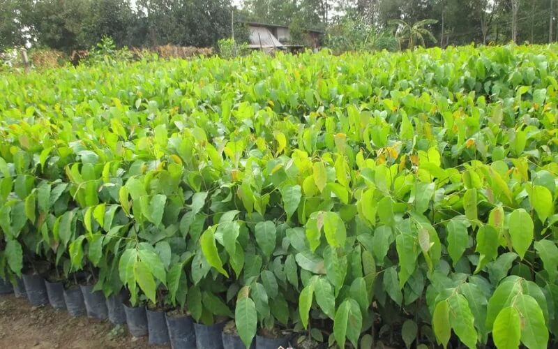 Thiết kế hàng rào cây sao đen