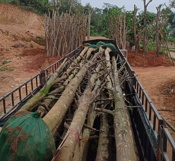 Trông cây sao đen lấy gỗ