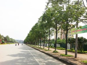 cay sao den trong via he do thi 1