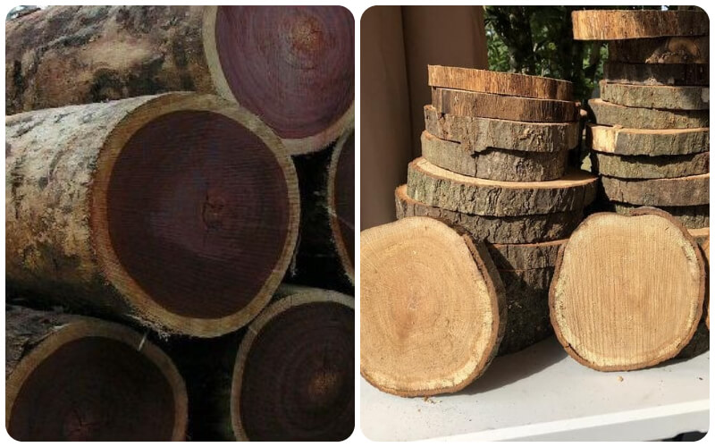 5 Tác Dụng Của Cây Sao Đen Khiến Loài Cây Này Trở Nên Vô Giá 2 Tác dụng của cây sao đen
