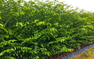 Kỹ thuật cắt cây sao đen công trình