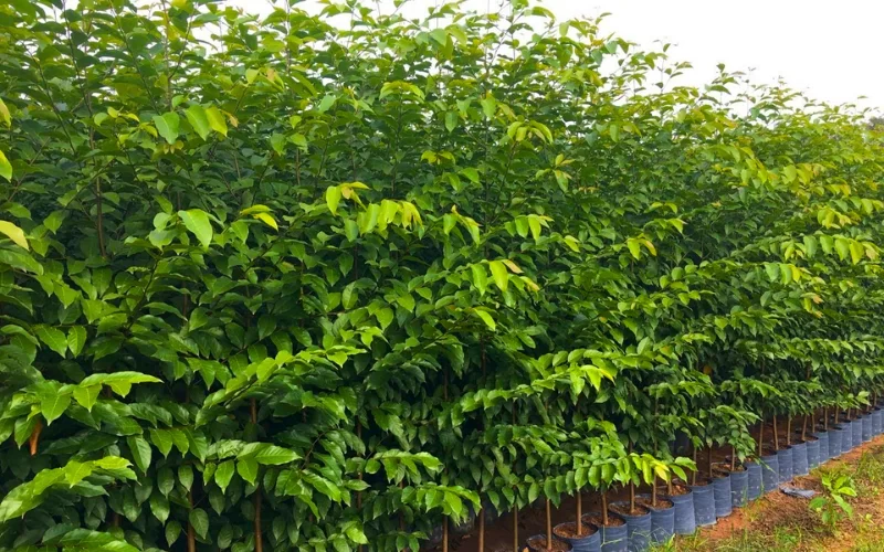 Kỹ thuật cắt cây sao đen công trình
